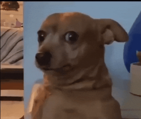 Confused Dog GIF by MOODMAN reaction GIF